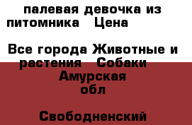 палевая девочка из питомника › Цена ­ 40 000 - Все города Животные и растения » Собаки   . Амурская обл.,Свободненский р-н